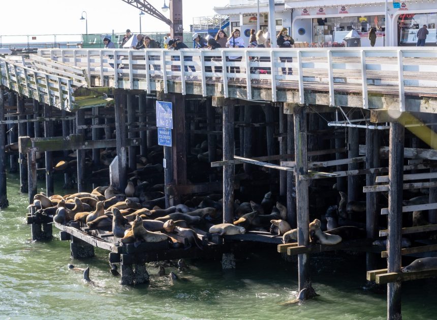 Santa Cruz sea lions squeezed into tighter quarters by wharf collapse, but excellent viewing remains