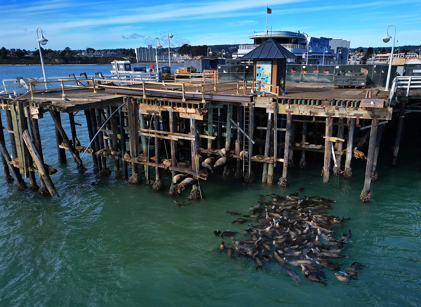 Sea lions take back damaged Santa Cruz Wharf