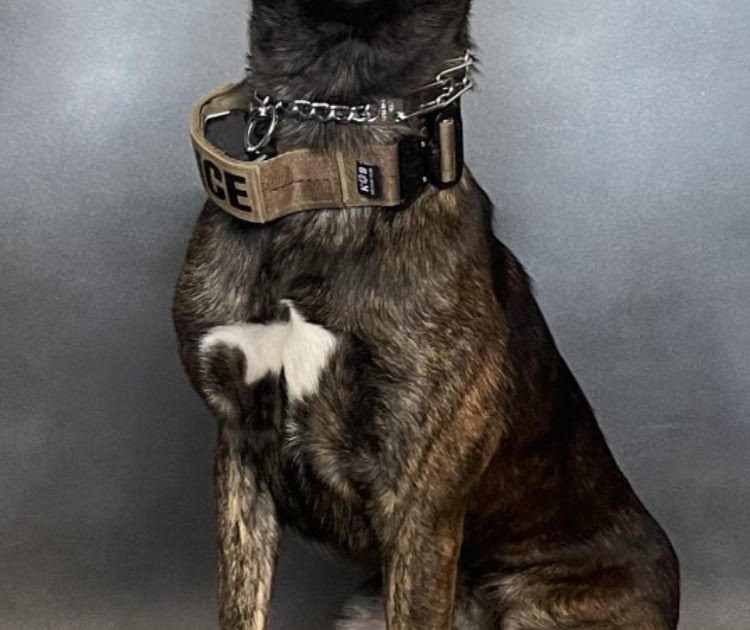 Wounded Bay Area K-9 Officer Murph loses leg to amputation