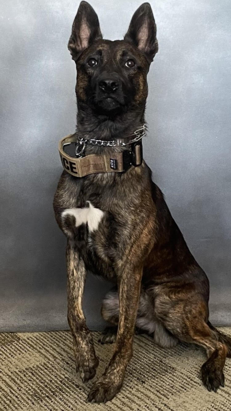 Wounded Bay Area K-9 Officer Murph loses leg to amputation