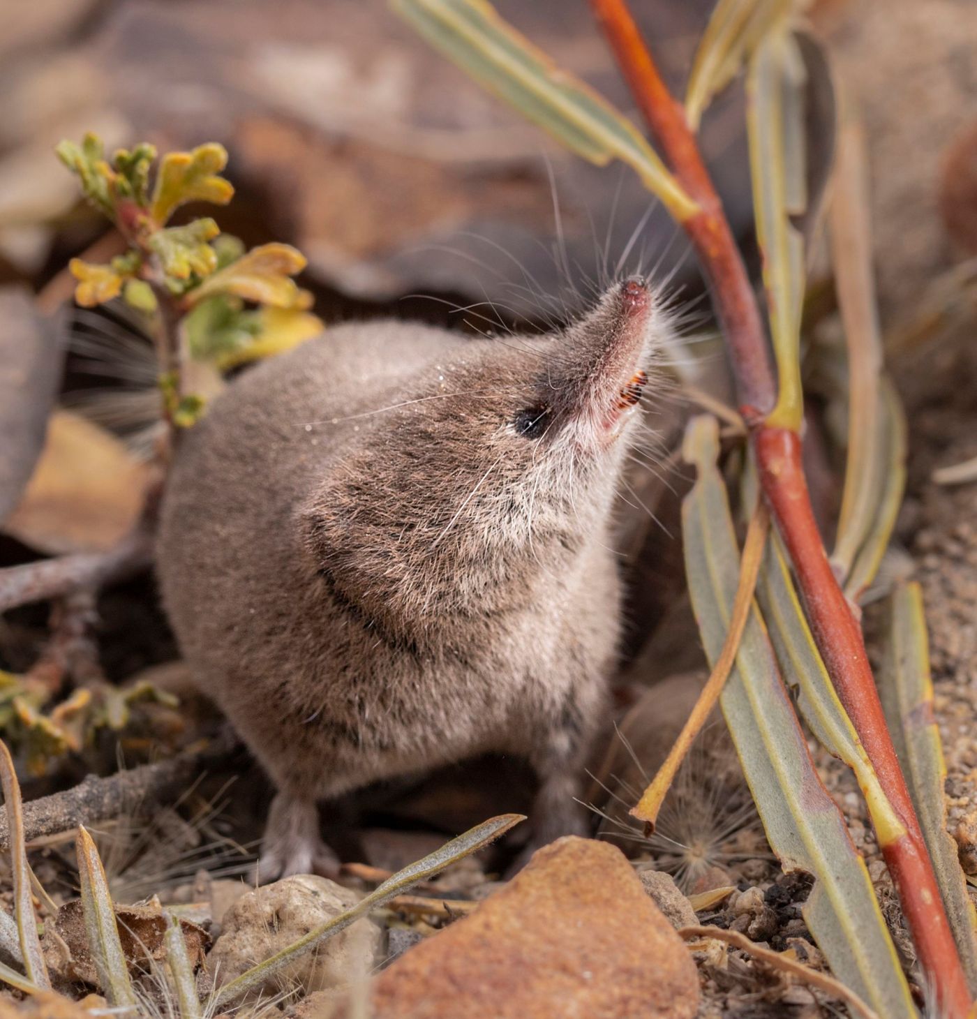 Elusive Californian mammal captured on camera for first time ever