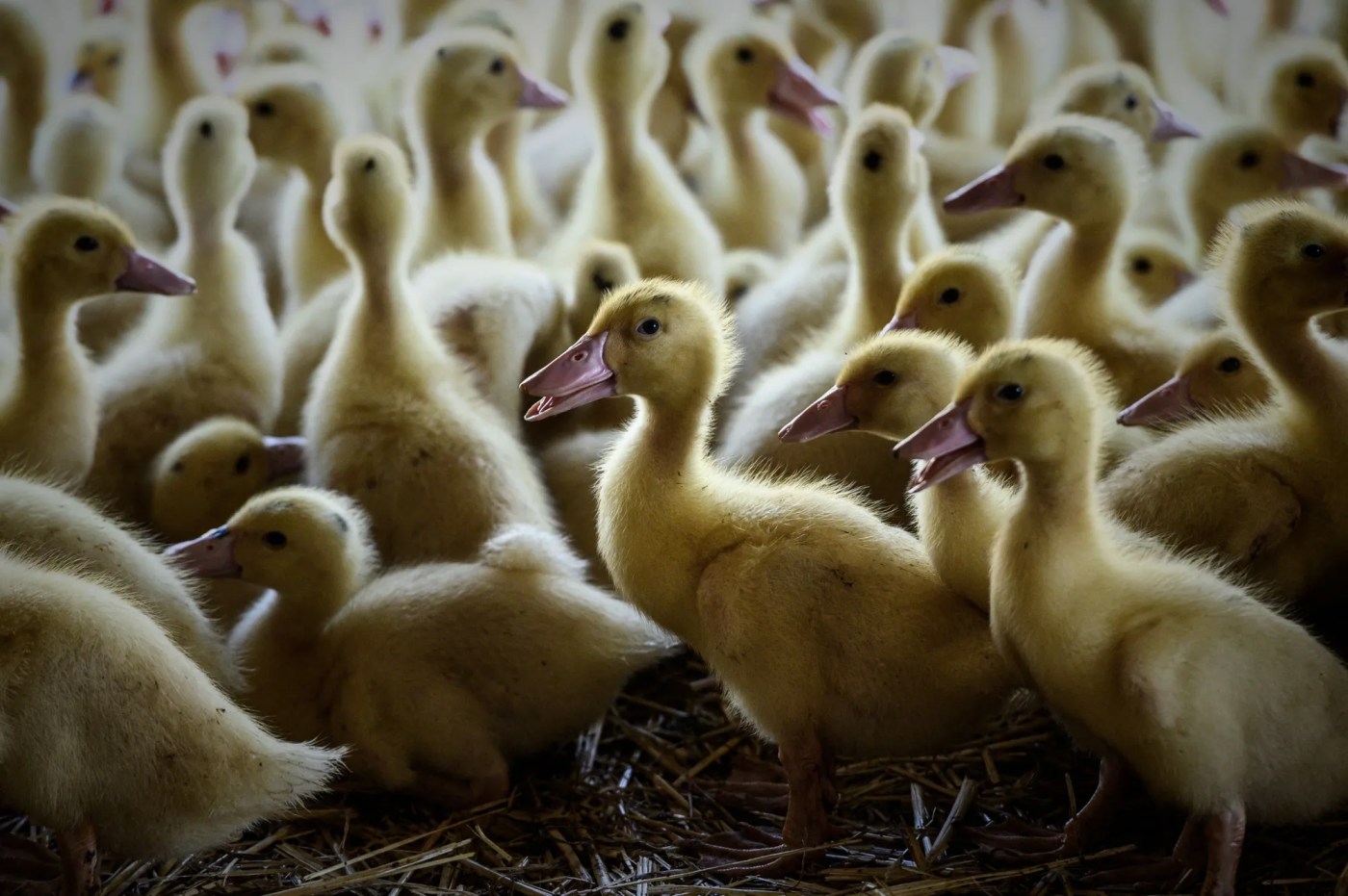 First US case of new bird flu strain found on California duck farm