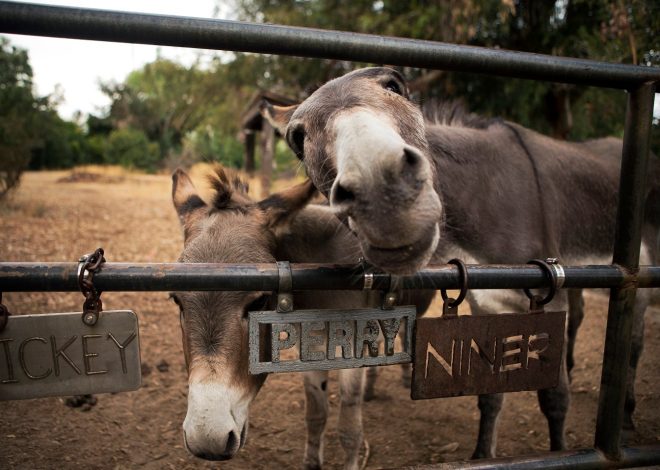 ‘That’ll do donkey’: Perry, inspiration for beloved ‘Shrek’ character, dies