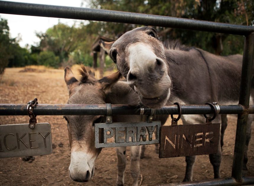 ‘That’ll do donkey’: Perry, inspiration for beloved ‘Shrek’ character, dies