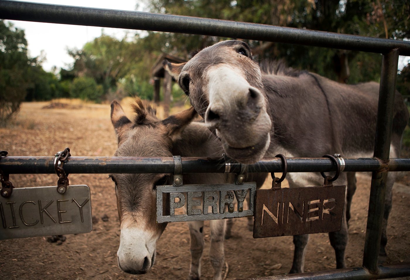 ‘That’ll do donkey’: Perry, inspiration for beloved ‘Shrek’ character, dies