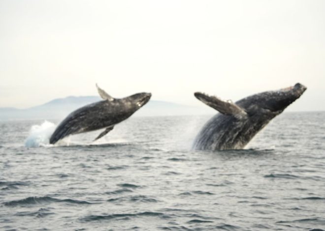 5 big whale festivals in Northern California for spring 2025