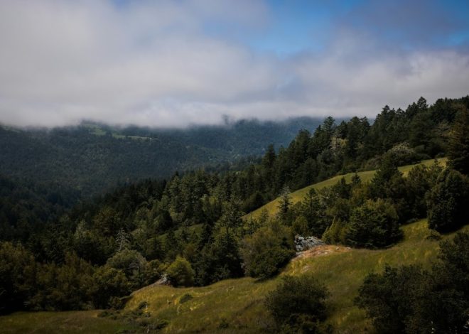 $24 million land deal creates 7-mile long corridor of protected redwood forests to the ocean