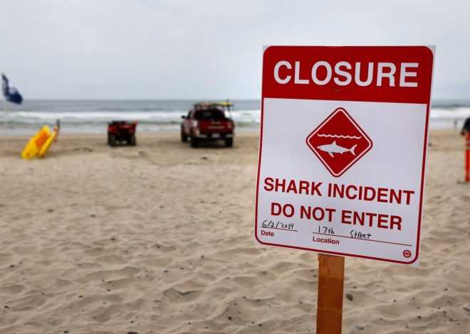 Shark attacks declined sharply in 2024. It’s not clear why