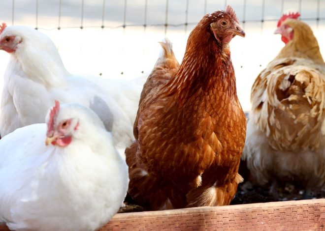 First H5N1 bird flu case confirmed in San Mateo backyard flock