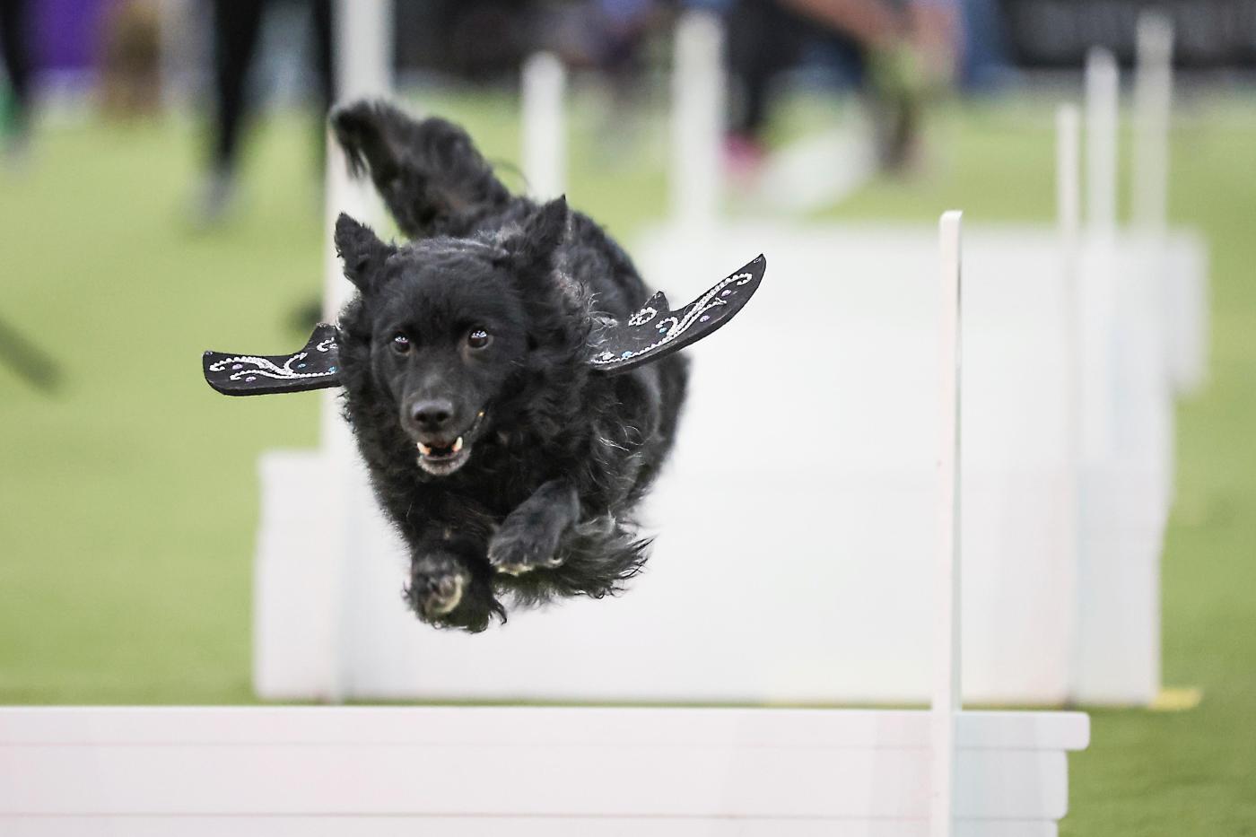 Call it the Dog Bowl. Westminster show’s canine athletes get their piece of Super Bowl weekend