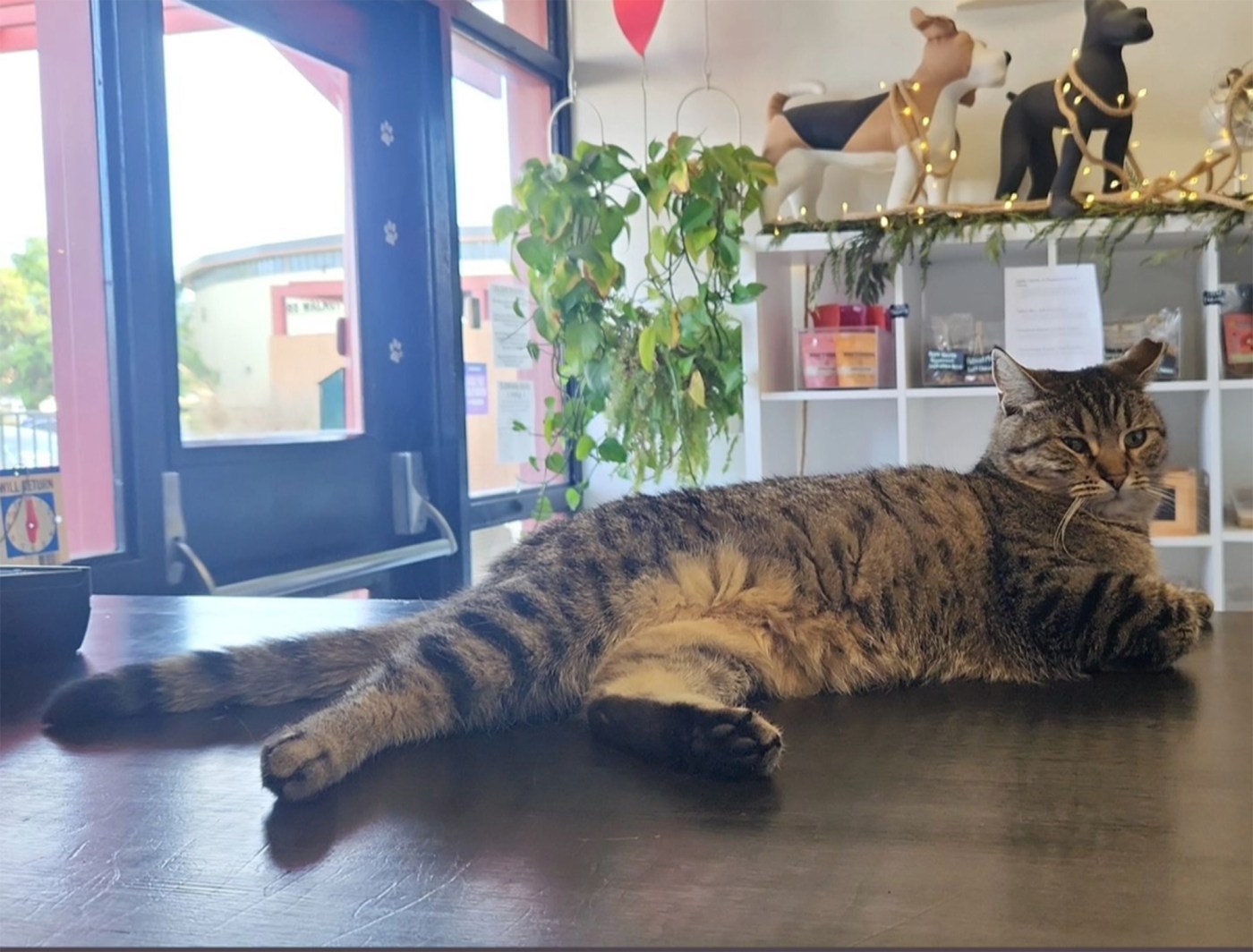 A heartwarming tail: Missing Bay Area cat found after five years