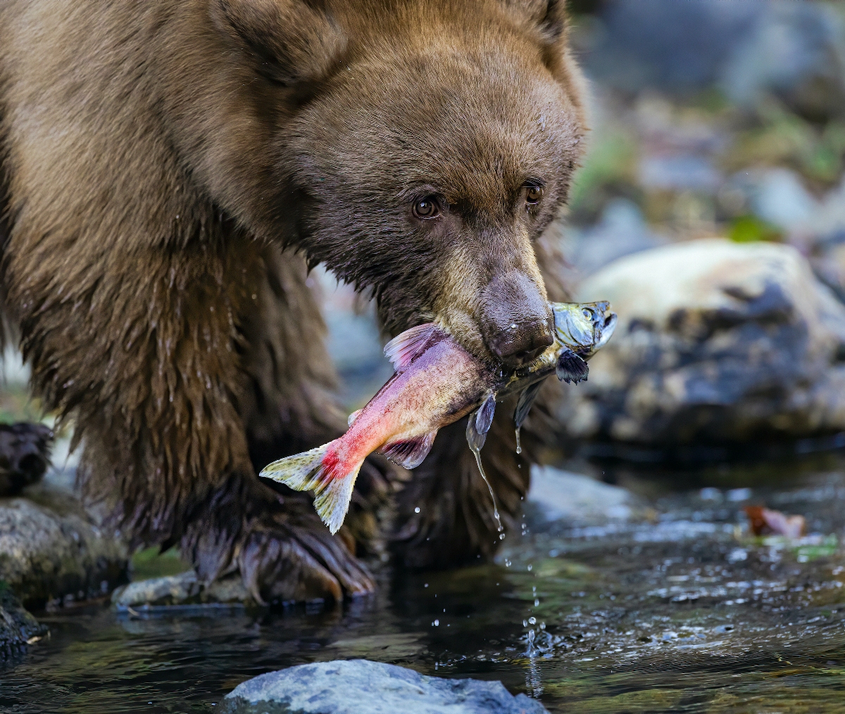 Cupertino photographer captures award