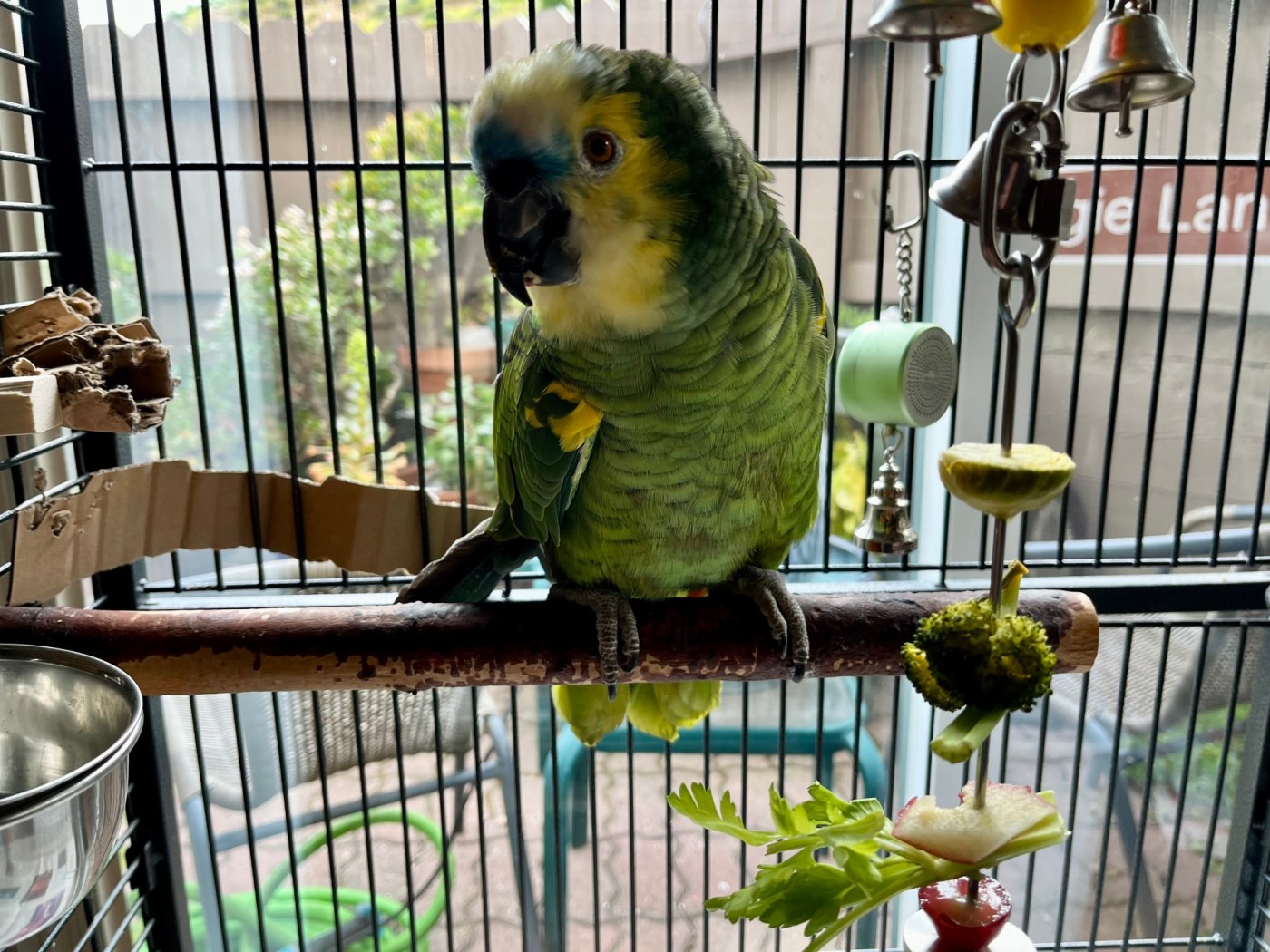 The dark side of the pet parrot industry