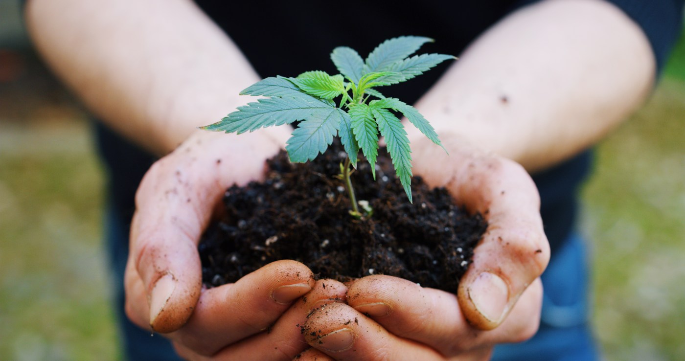 Green and Clean: The Growing Demand for Sustainable, Organic Cannabis