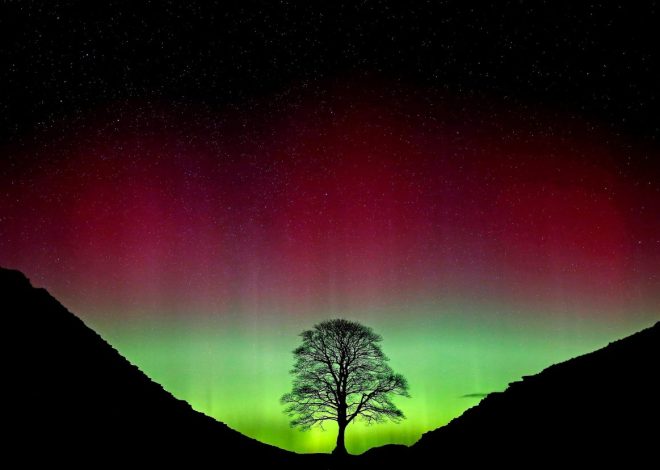 Suspects exulted in uproar over felling of famous Sycamore Gap tree, prosecutor says