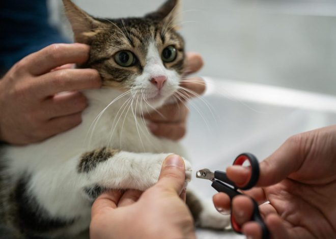 Can California vets claw back another cat declawing ban? Lawmakers are trying