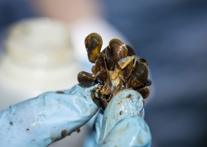East Bay MUD bans boating to stop invasive golden mussel in Northern California