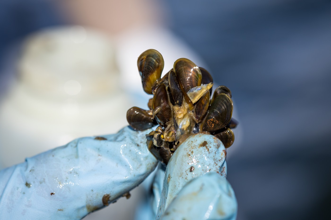 East Bay MUD bans boating to stop invasive golden mussel in Northern California