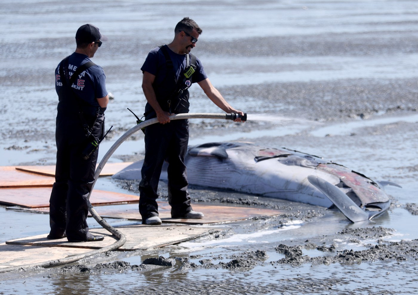 Why did four whales wash up in San Francisco Bay in a week and a half?