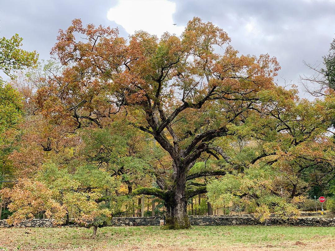 Oaks excel at supporting the food web (including us). Arbor Day’s a good time to plant one