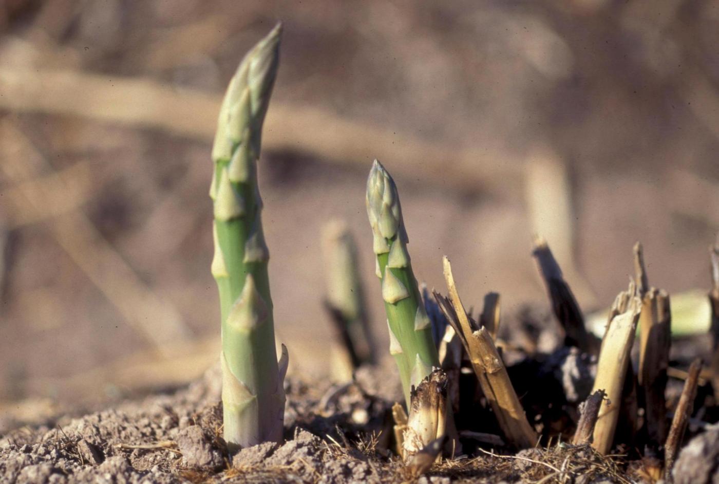 Asparagus in the garden takes its time but is worth the wait