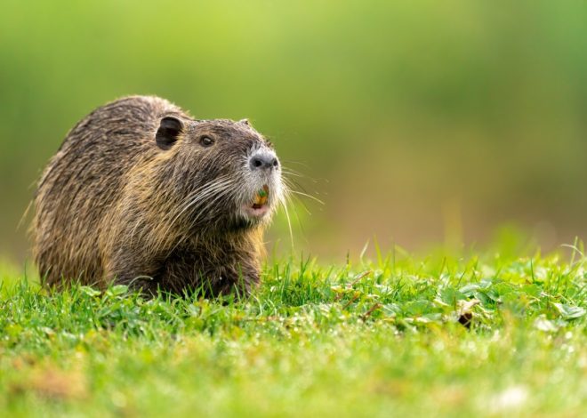 Why the invasive rodent species nutria are such a problematic pest