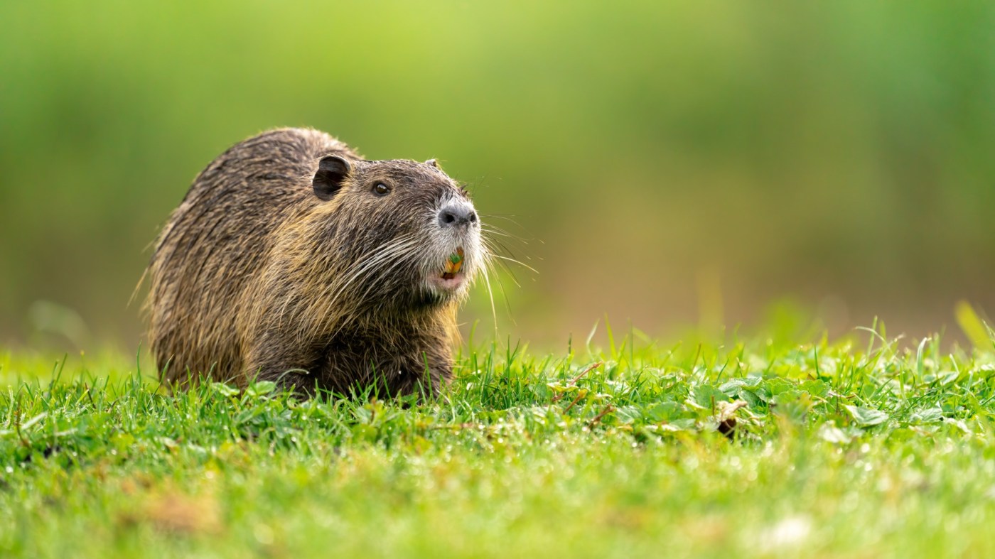 Why the invasive rodent species nutria are such a problematic pest
