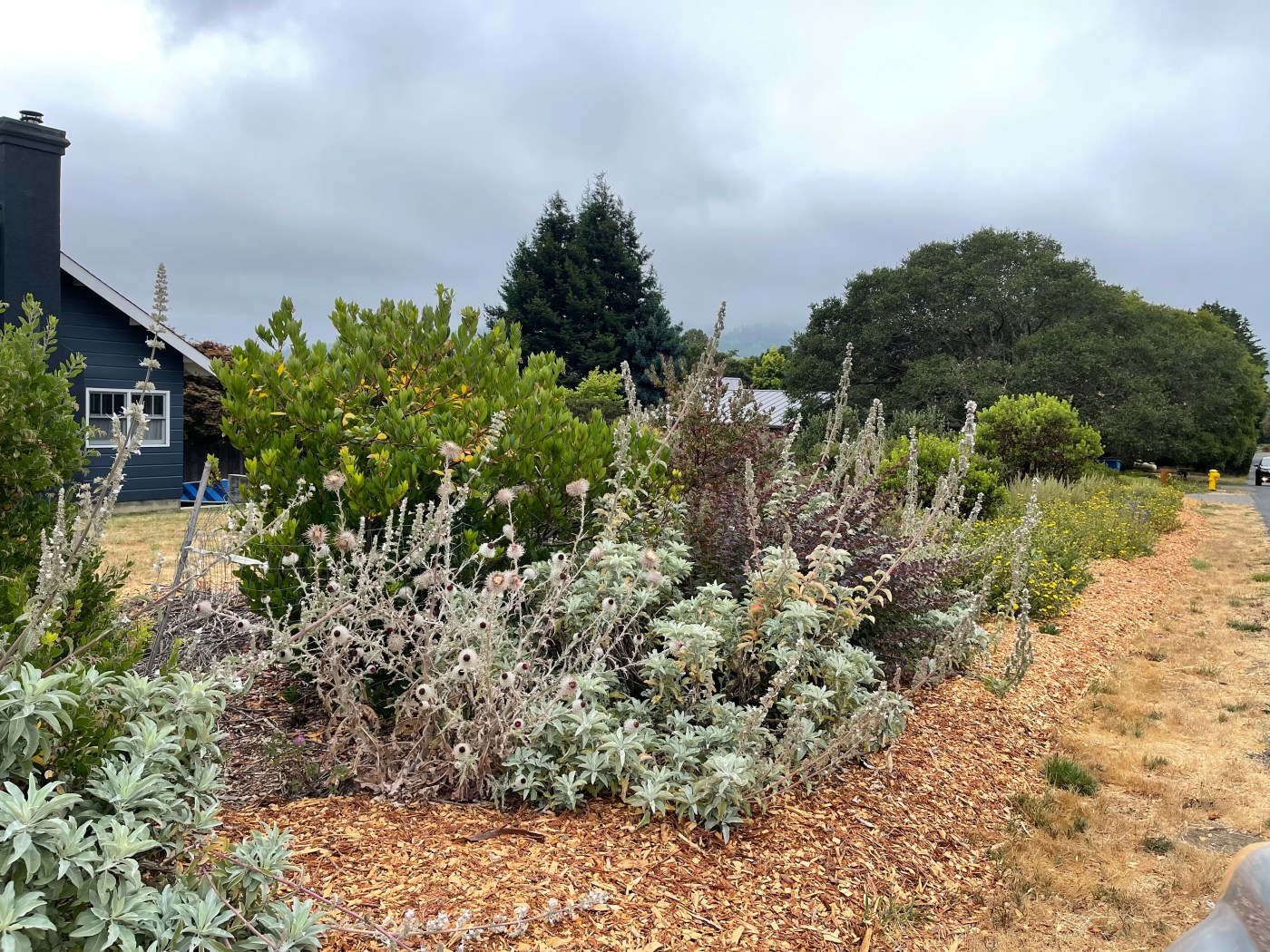 Strong winds damaging your garden? Plant a living windbreak