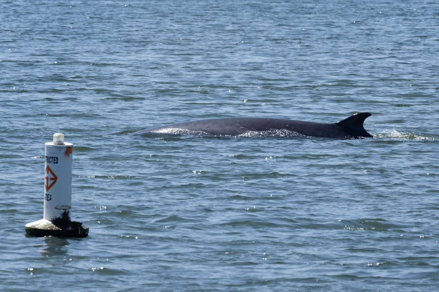‘Bob the Minke Whale’ found dead after week in California harbor