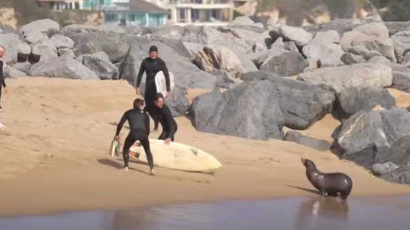 Surfers chased out of water by sea lion, the latest in a string of aggressive behavior at California beaches