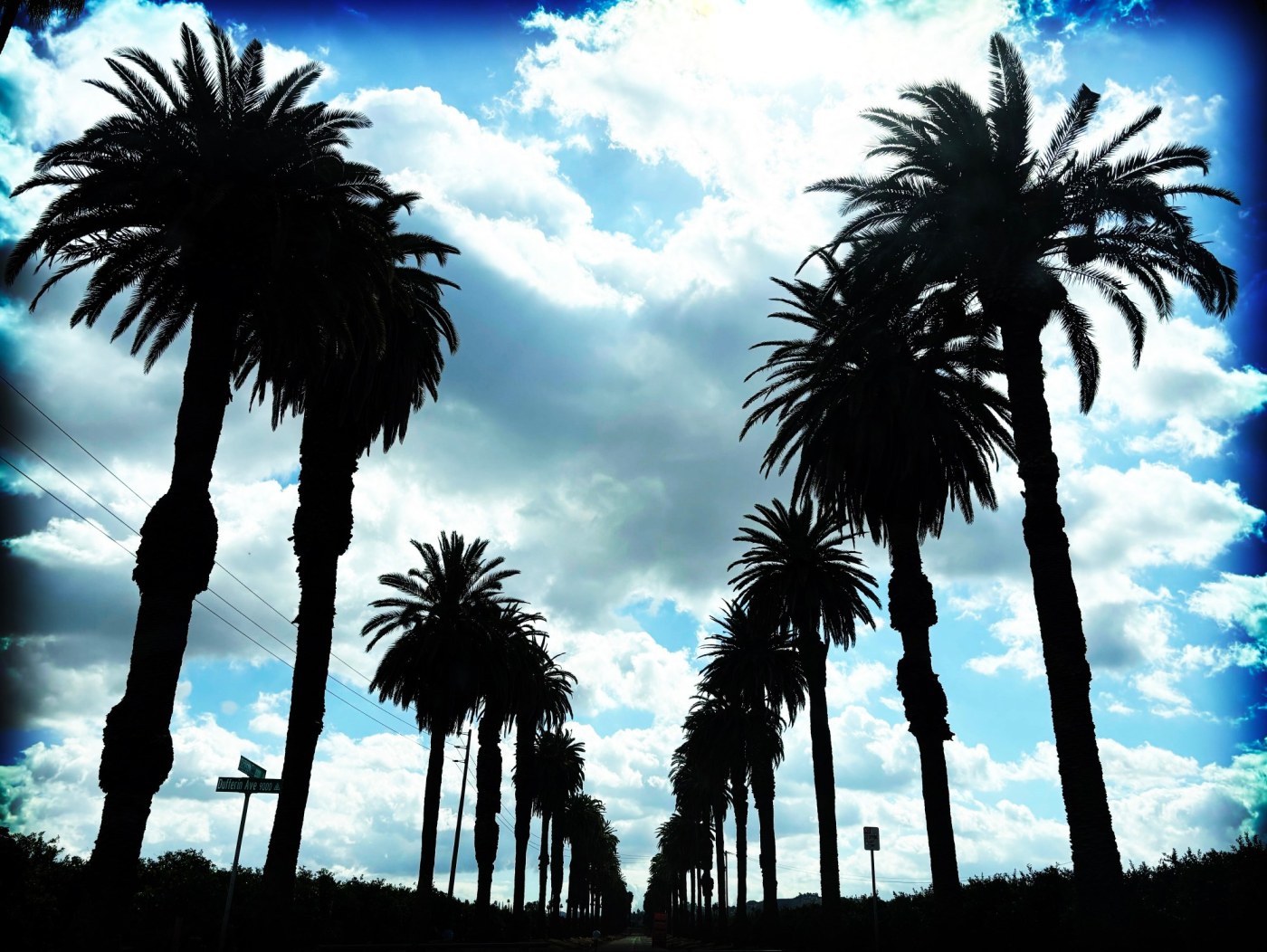 We call them palm trees but they really are something else