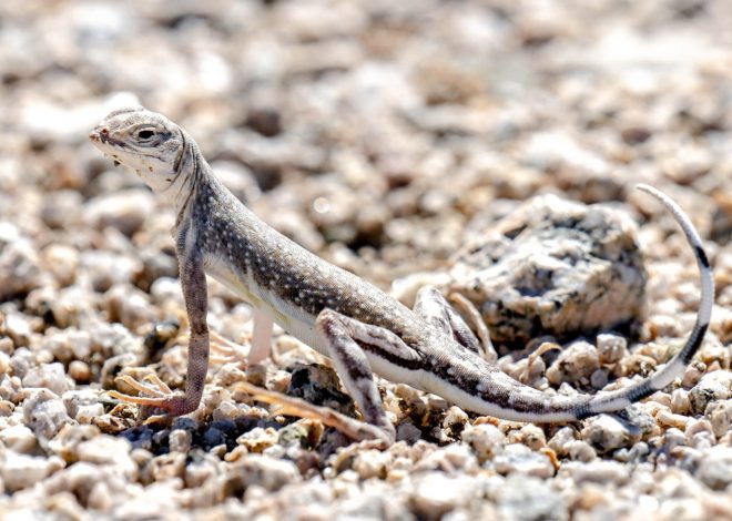 Can President Donald Trump erase California’s Chuckwalla and the Sáttítla National Monuments?