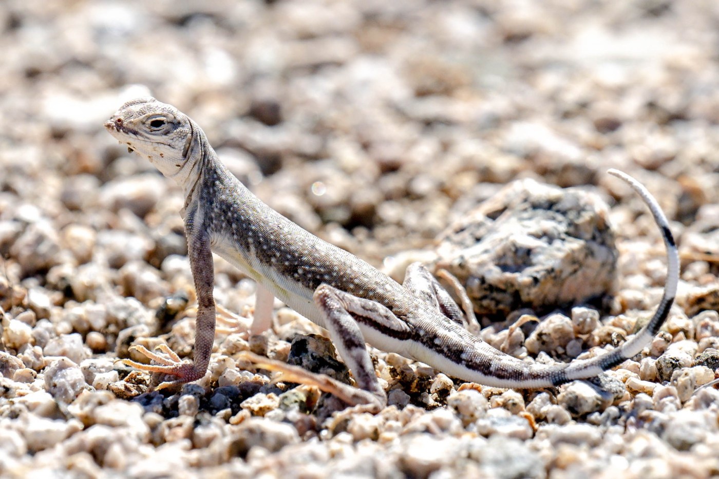 Can President Donald Trump erase California’s Chuckwalla and the Sáttítla National Monuments?