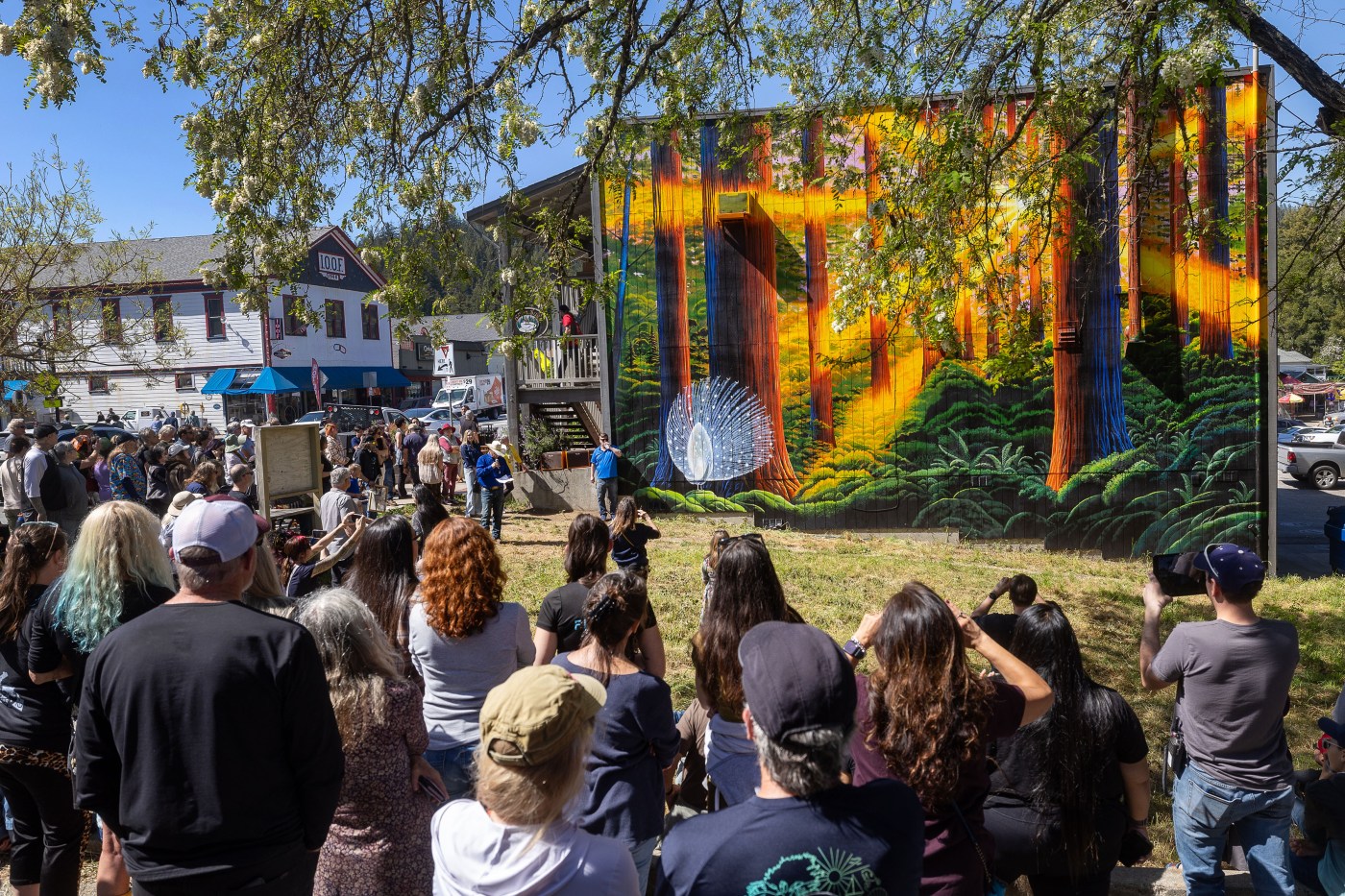 Albert, the white peacock of Boulder Creek, a symbol of resilience and peace, memorialized in downtown mural