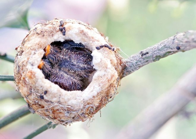 Birds use variety of materials in nests; not every choice is a good one