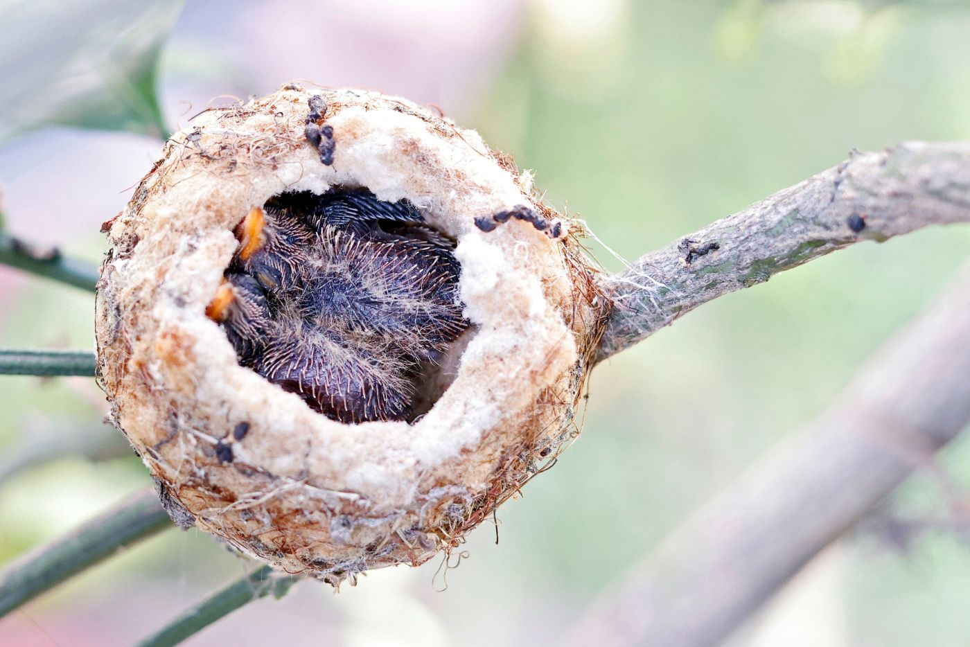 Birds use variety of materials in nests; not every choice is a good one
