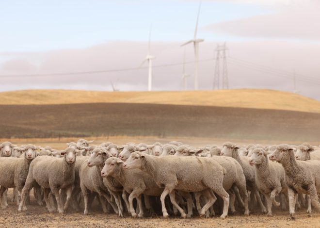 Mysterious sheep deaths: Fremont mayor pushes for investigation of ‘vile’ decapitation