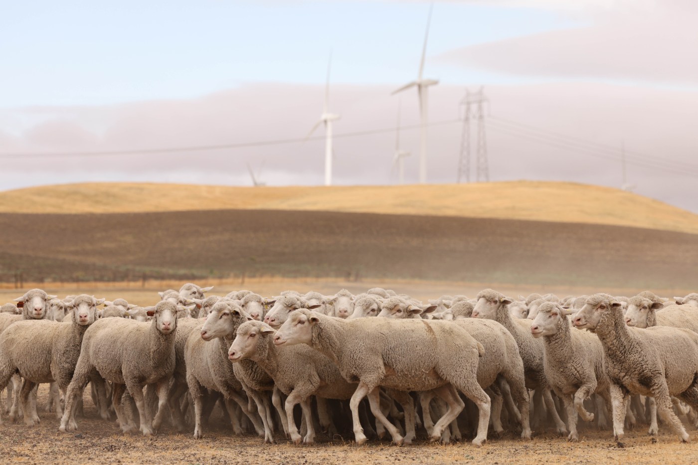 Mysterious sheep deaths: Fremont mayor pushes for investigation of ‘vile’ decapitation