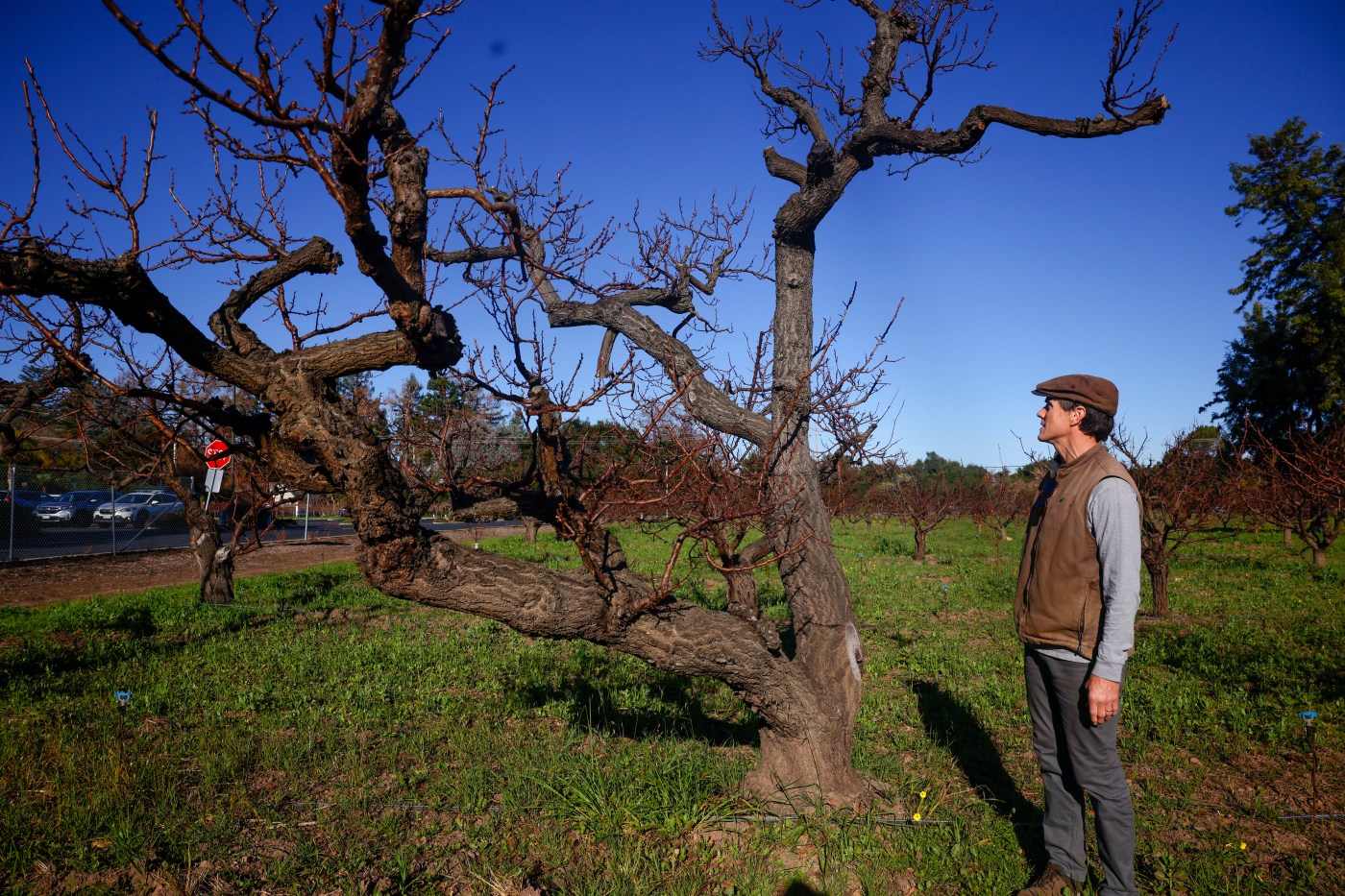 Orchard Keepers to continue maintaining Saratoga Heritage Orchard