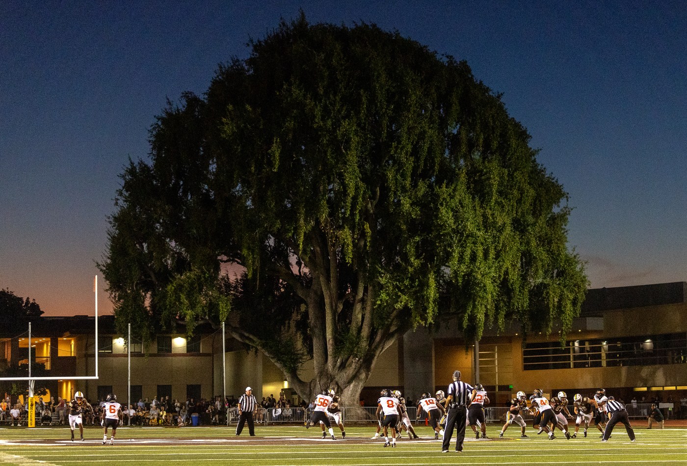 Where We Live: Ancient trees still survive in the bustling Bay Area