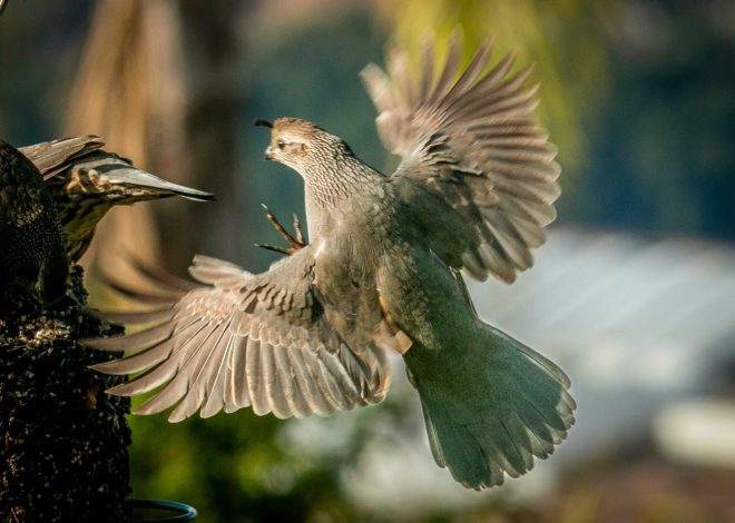 Why do birds have different types of wings?