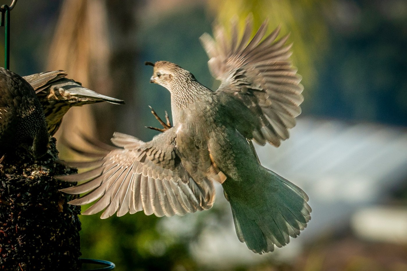 Why do birds have different types of wings?