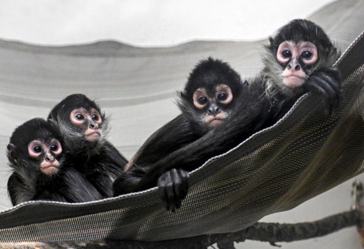 Man sentenced for illegally trafficking baby spider monkeys across California-Mexico border