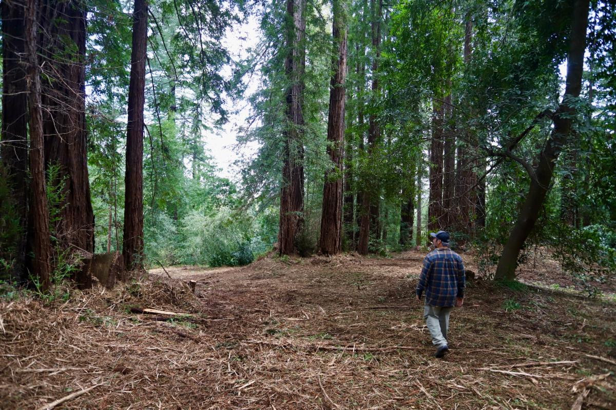 Over 1,000 acres treated to reduce wildfire risk near Los Gatos, Saratoga