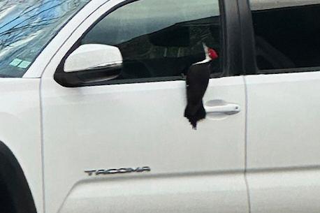 A woodpecker has invaded a Massachusetts neighborhood. Residents are taking it in stride