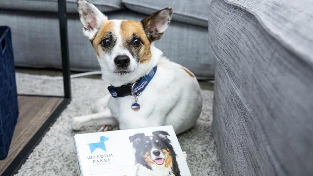 Decode your dog’s genetics with these top dog DNA tests