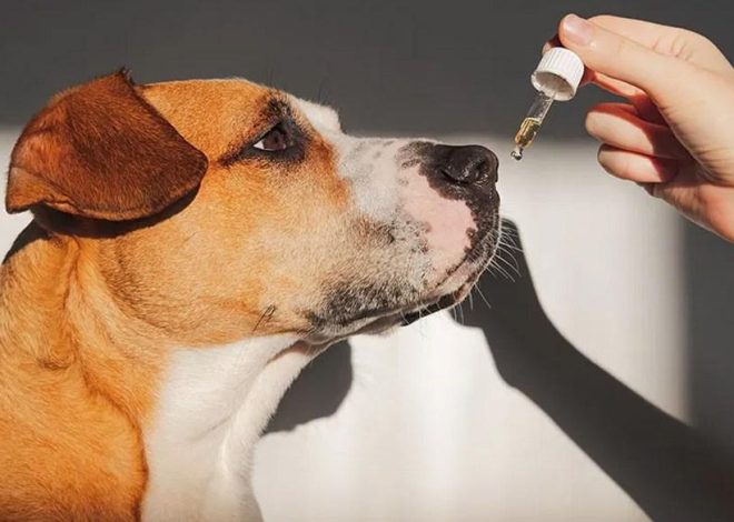 Best supplements to ease your dog’s joint discomfort