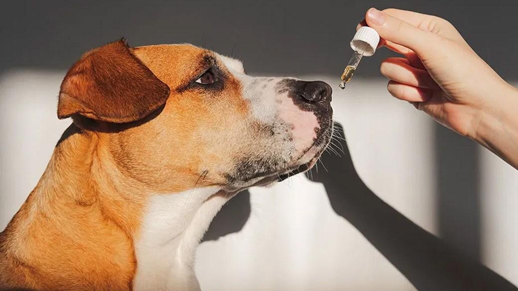 Best supplements to ease your dog’s joint discomfort