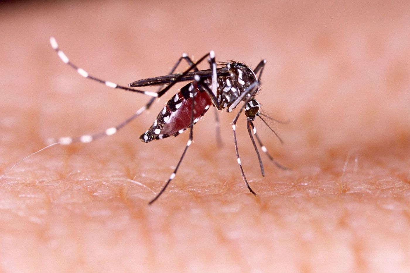 First invasive mosquitoes of 2025 found in South San Jose neighborhood