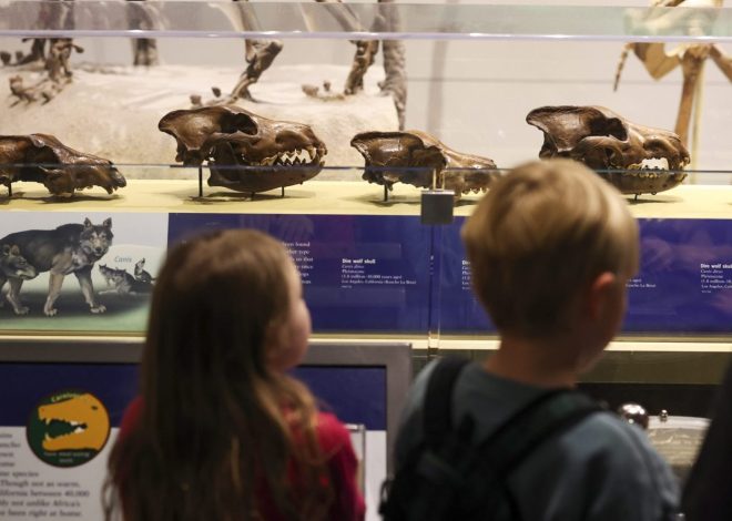 The ‘return’ of an extinct wolf is not the answer to saving endangered species, experts warn